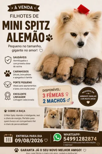 Vendo filhote de Mini Splitz Alemão