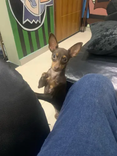 Cachorro PINCHER 