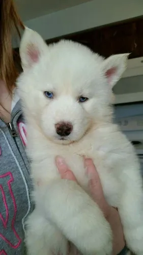 Husky Siberiano - O Parceiro Perfeito Para Dias Felizes E Tranquilos
