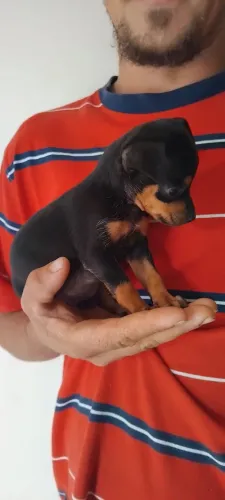 Pinscher 1 fêmea 