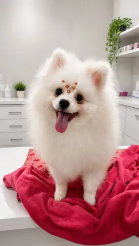 Lulu da pomerania fêmea 