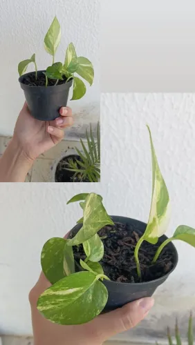 Muda Jibóia variegada