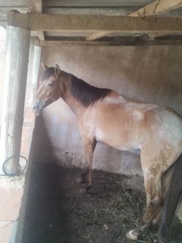 Égua pra vender barato égua Appaloosa 7 anos boa de tudo