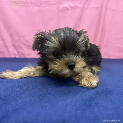 Baby Yorkshire/York muito carinhosos e companheiros