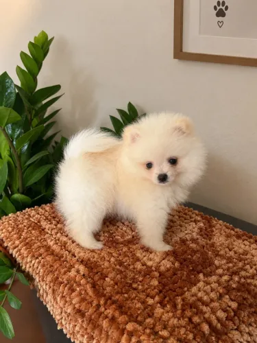 Filhote de spitz alemão
