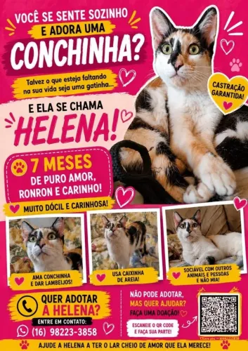 Gato adoção 