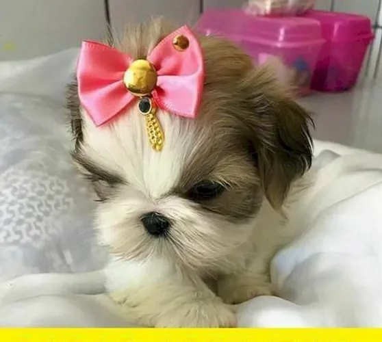 Uma fofura filhotes de shih tzu mine te espera aqui