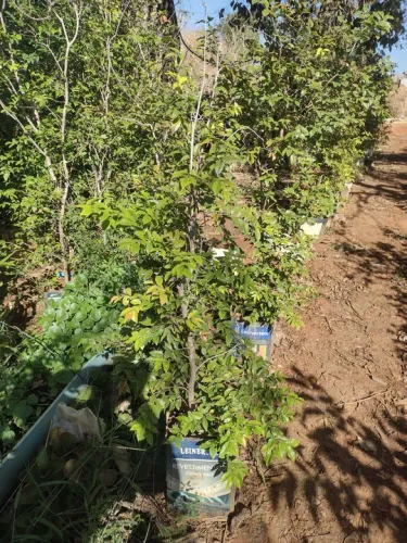 Jabuticaba produzindo 