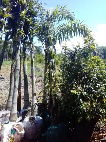 Palmeiras.... paisagismo, jardinagem e jardim 