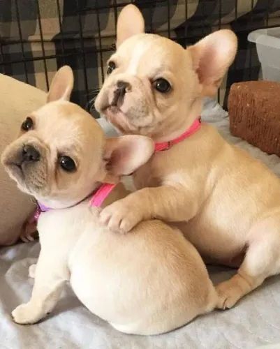 Bulldog Francês disponível!