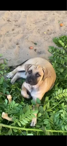 Vende se 2 filhote fêmeas de pitbull