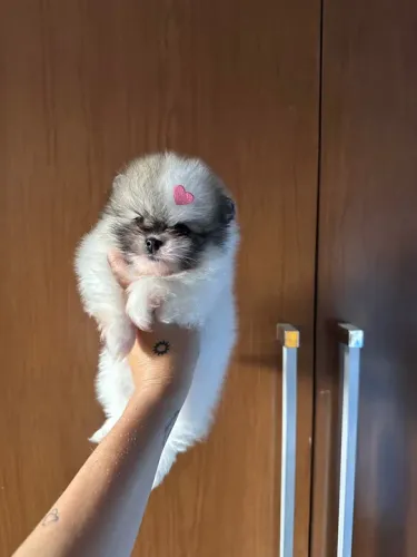 Filhote de Lulu da pomerania bicolor 