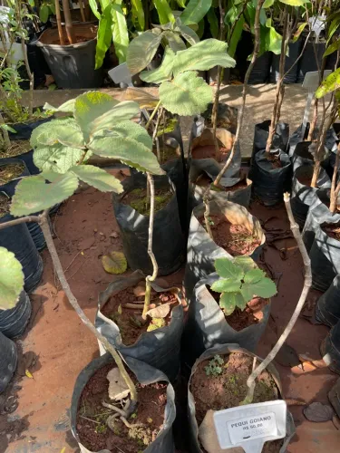 Mudas de Pequi Goiano 