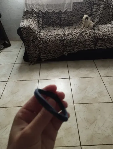 Rabicó azul escuro 
