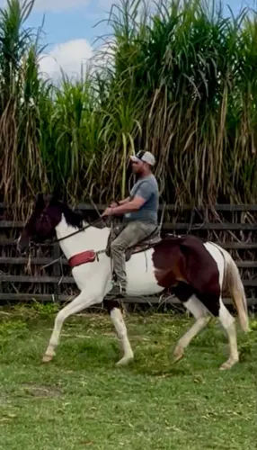 Cavalo Campolina pampa de Castanho