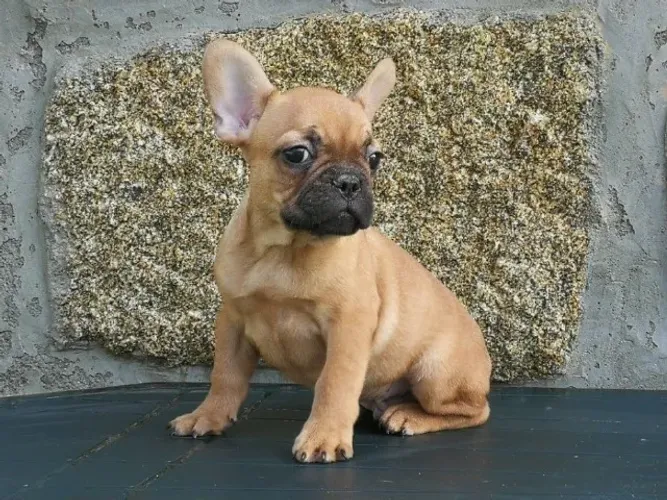 Bulldog fraces os mais saudaveis e legetimos pacotinhos de amor