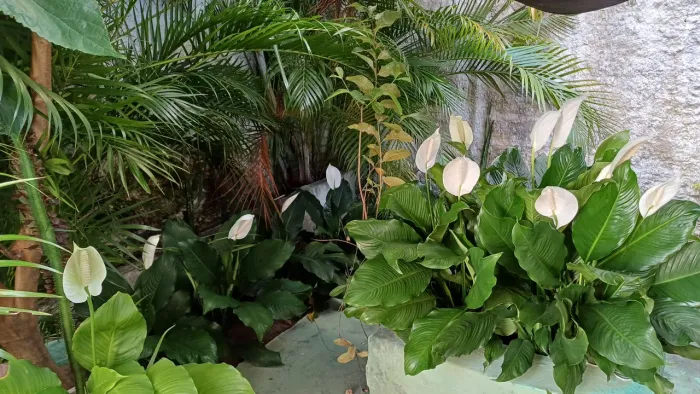Flores :Lirios da Paz com vaso