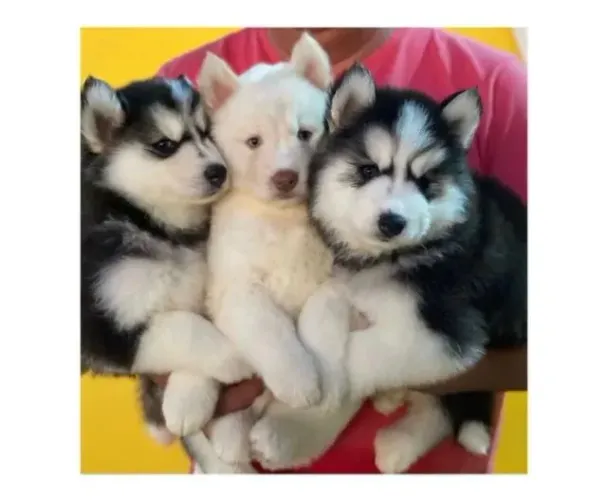 Husky Siberiano: Beleza ártica e alma livre!