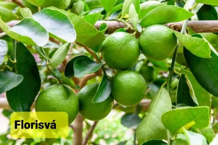 Muda Enxertada de Limão Taiti