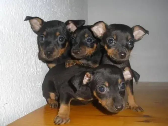 Pinscher já tem disponível