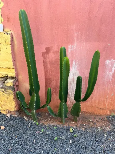 Cactos muda 