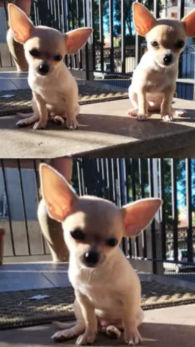 Chihuahua Miniatura - Pequeno no tamanho, gigante no coração!