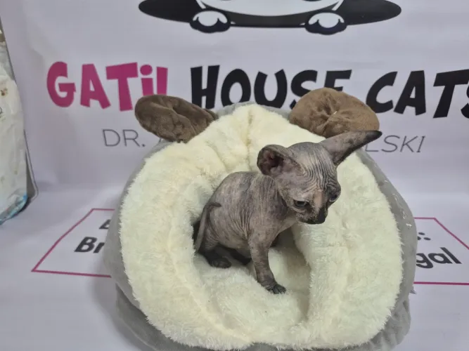 Sphynx fêmea Bengal macho
