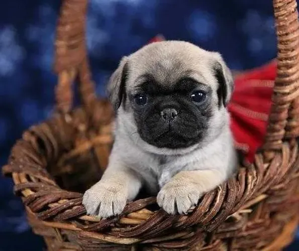 Pug  difícil escolher um só 