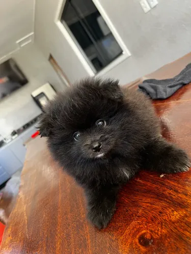 Spitz alemão macho 