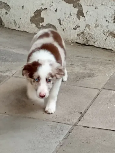 Border Collie red merle! 