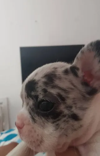 Bulldog francês merle