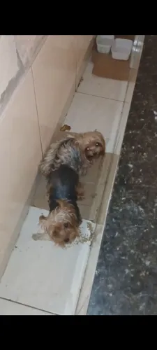 Vendo TRES filhotes Yorkshire micro, mini