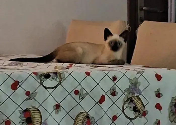 Gatinha pra adoção 