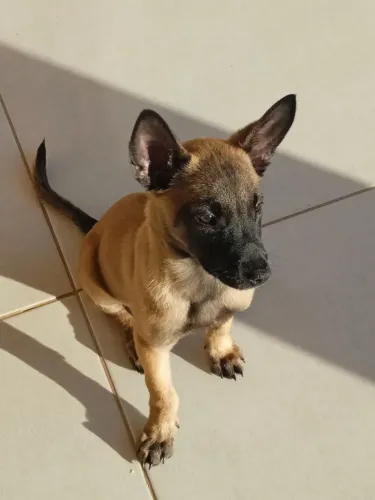 Filhote Fêmea de Pastor Belga Malinois
