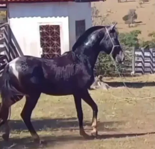 Vende-se potro manga larga marchador
