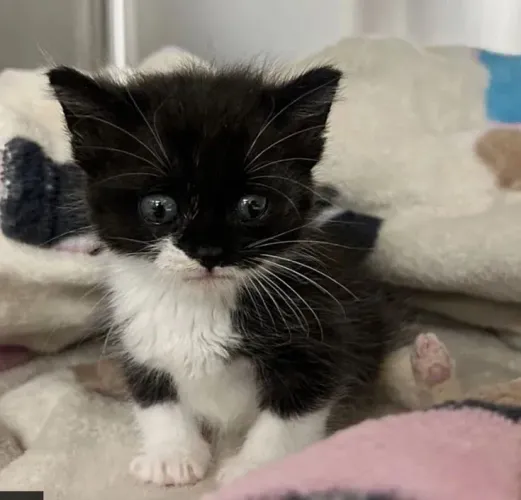 Gatinho preto e branco barato