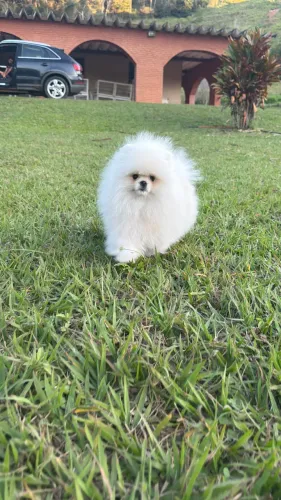 SPITZ ALEMÃO ANÃO ALTO PADRÃO!!!!