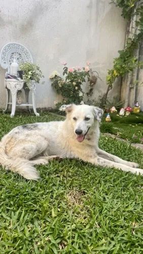 Cadelinha branca para doação