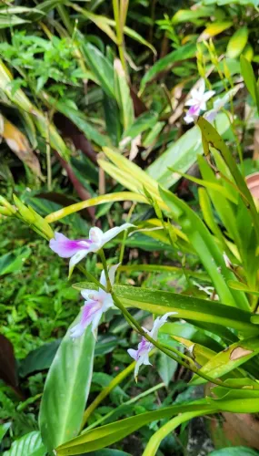 Orquídea Miltonia regnellii em vaso de barro 27cm de R$ 70 por R$ 50