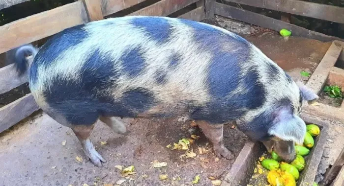 Vendo marroa SOMENTE LIMPA 15 reais o kg