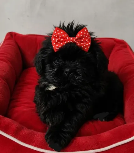 Shitzu Fêmea 3 meses
