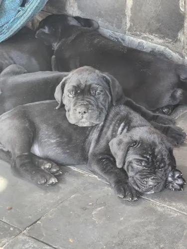 Cane corso italiano 