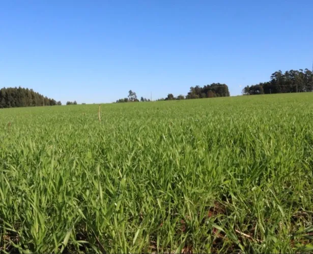 Área a venda 48.400m²