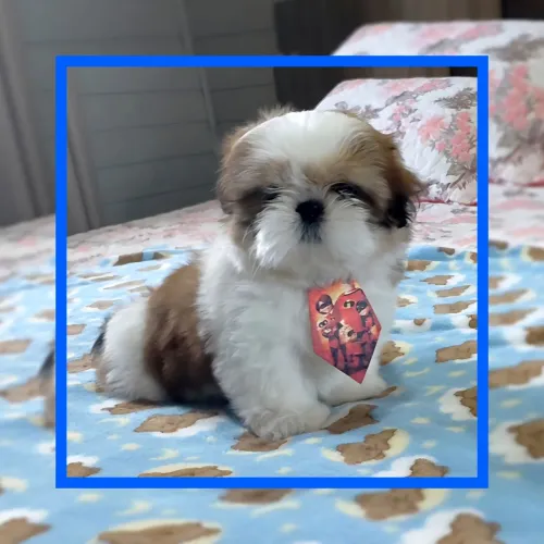 Machinho Shih tzu
