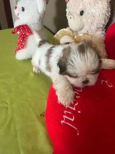 Lindo bebê shitzu chocolate c branco