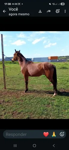Cavalos