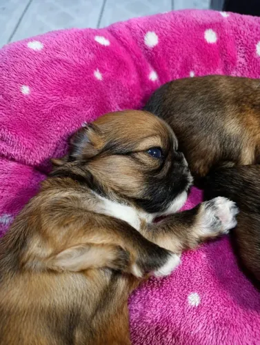 Shihtzu Filhotes