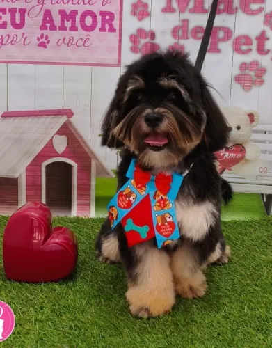 Vendo Shih Tzu misturado com Lhasa apso