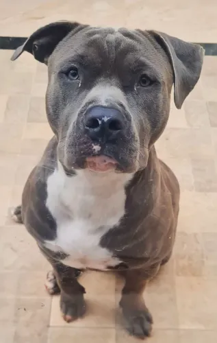 Doa-se pit bull