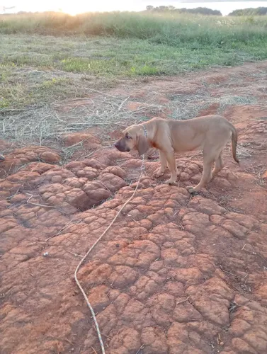 Fila brasileiro 